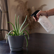 White glass Mustard Seed multipurpose Gratitude Bottle with spray pump watering a plant.
